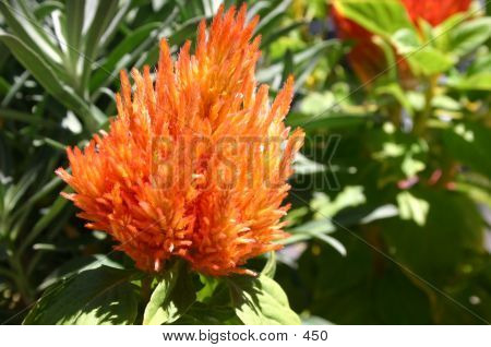 Orange Furry Flower