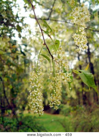 Pear Blossoms