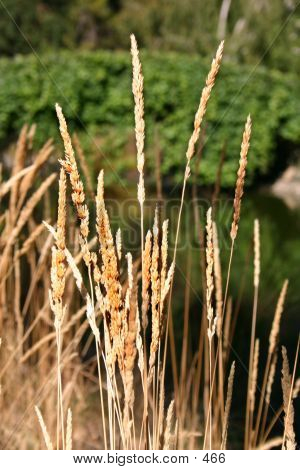 Tall Wheat Grass