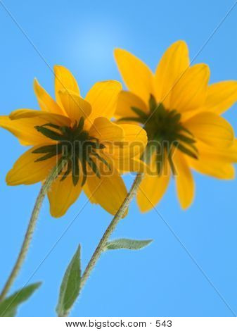 Yellow Twin Flowers