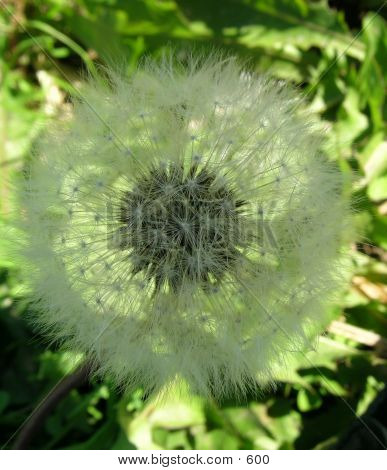 Shady Dandelion