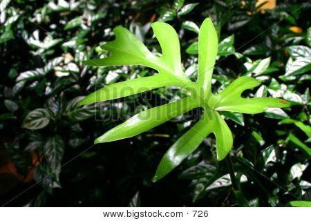 Rainforest Fern Leaf