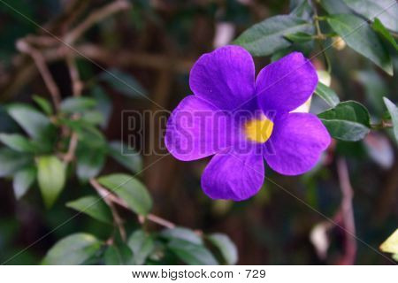 Purple Flower