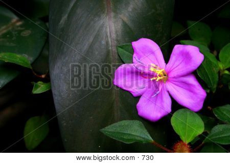 Purple Flower