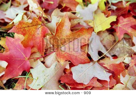 Colorful Leaf Arrangement