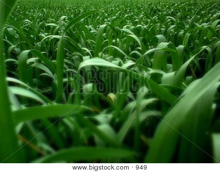 Green Field