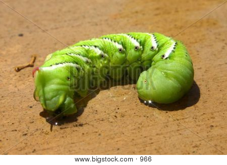 Big Green Slug