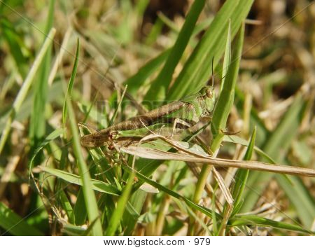 Grass Hopper