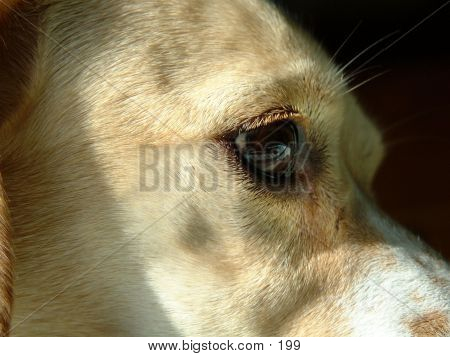 Dog Eye