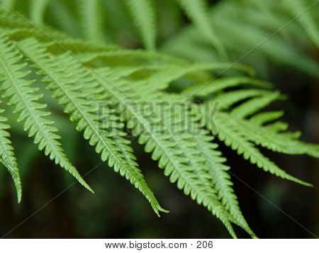 Fern