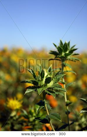 Green Prickly Flower