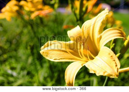 Yellow Flower Beauty