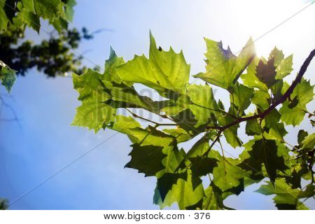 Sunlit Leaves