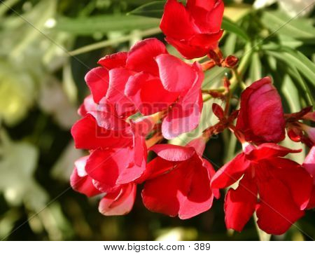 Red Flowers