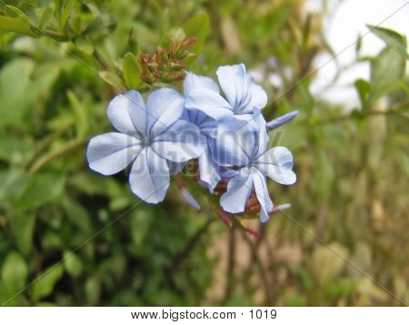 Blue Flower