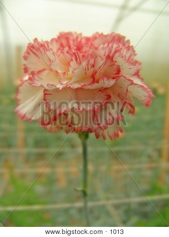 Carnation