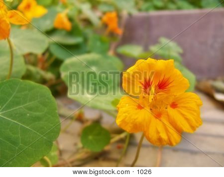 Yellow Flowers