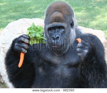 Eating Carrots