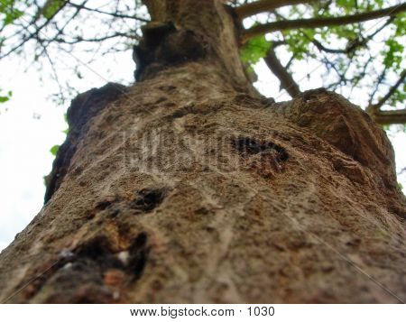 Wooden Tree