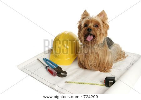 Construction Dog