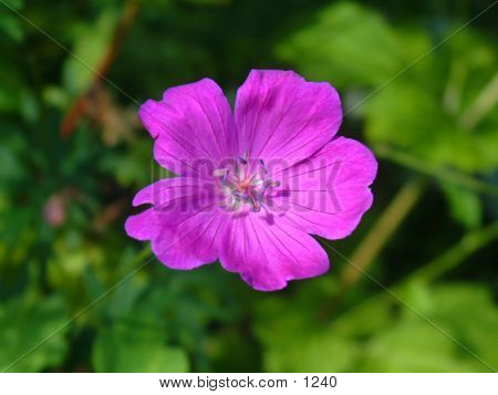 Purple Flower Closeup