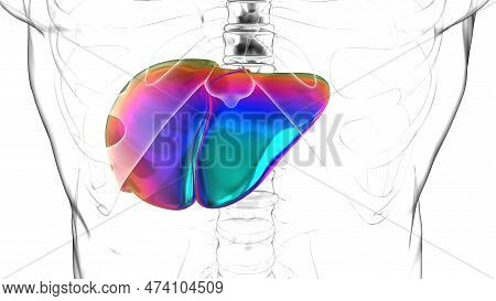 Liver Human Digestive System Anatomy For Medical Concept 3d Illustration