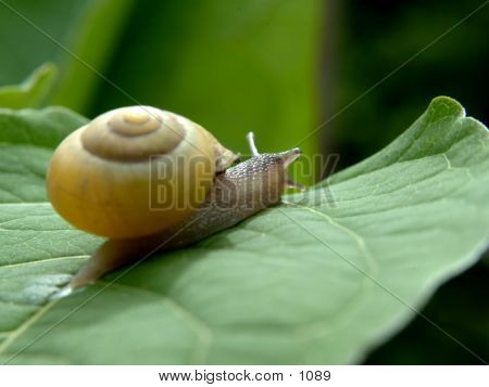 Snail On Leaf