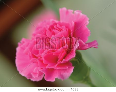 Pink Carnation