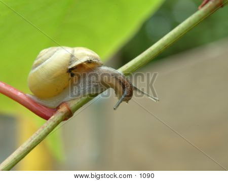 Cautious Snail