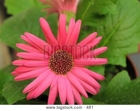 Red Pink Flower