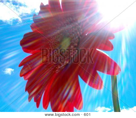 Red Flower In The Sun