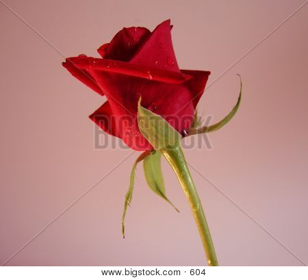 Red Rose