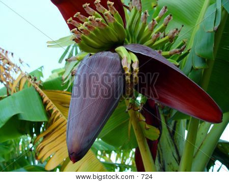 Banana Tree With Young Fruit