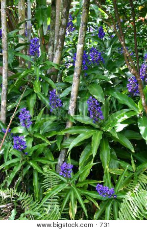 Blue Ginger Plant