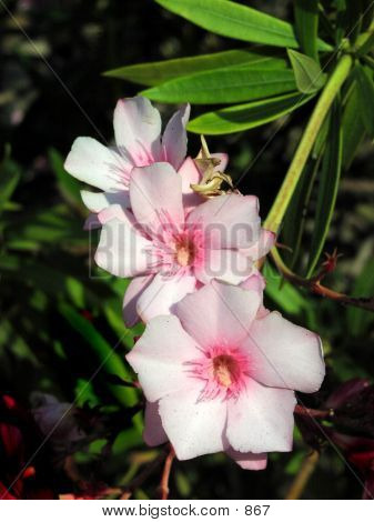 Pink-white Flowers