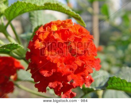 Red Flowers