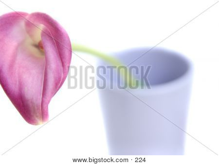 Lily In A Cup