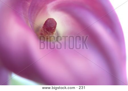 Innards Of A Lily