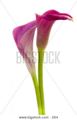 Lilies With Stems