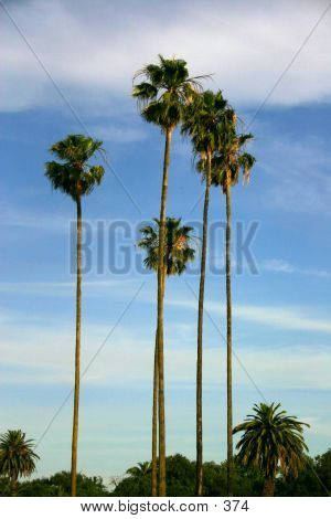 Tall Palms