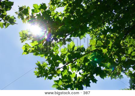 Tree Sky Sunlight