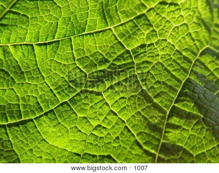 Green Leaf