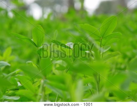 Green Plant