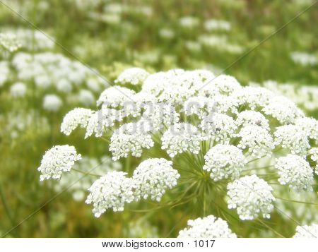 White Flowers