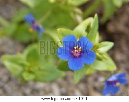 Small Blue Flower