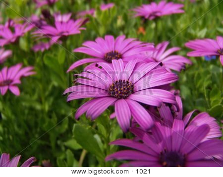 Purple Flowers