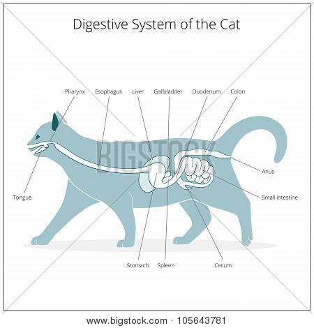 Digestive system of the cat vector illustration