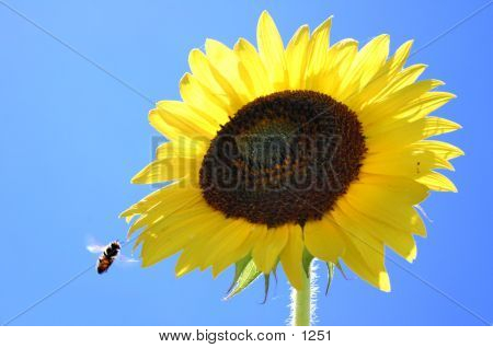 Sunflower With Bee