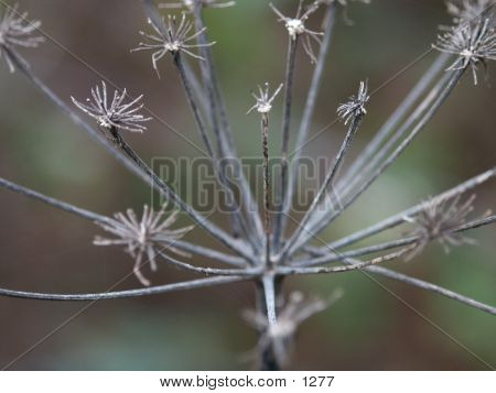 Wintery Flower Head