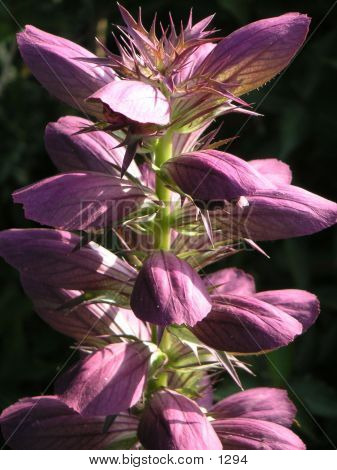 Purple Plant